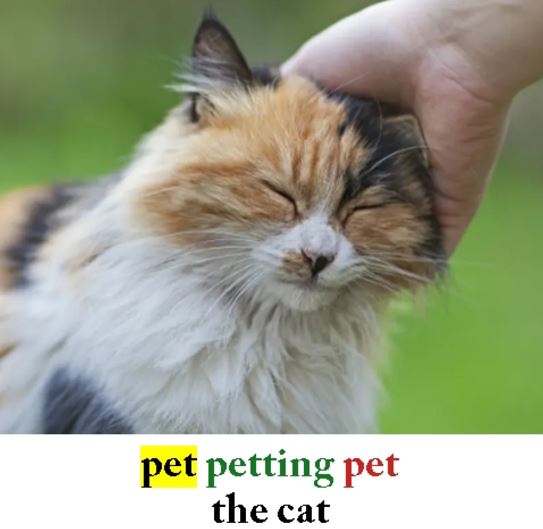 Pet